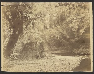 [Junglescene: Udsigt til stråtækt hytte af palmeblade, Isthmus of Darién (Panama)] af Timothy H. OSullivan