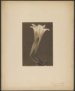 Nr. 1. af Tina Modotti