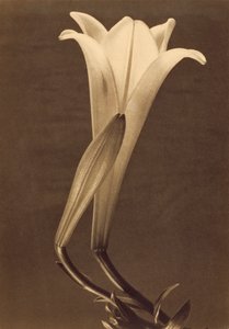 Platintryk af lilje af Tina Modotti af Tina Modotti