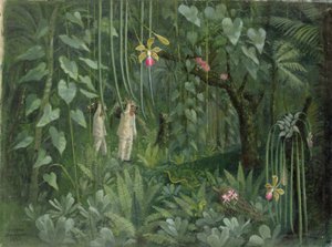 Orkidéjægere fra Brasilien af Tirzah Ravilious