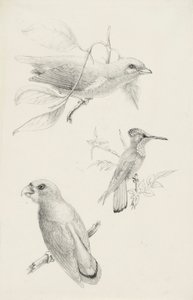 Tre Fugle af Titian Ramsay Peale