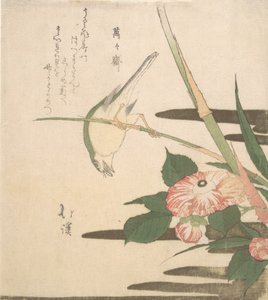 Warbler og Camellia, ca. 1815-20.