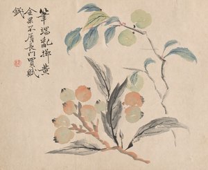 Loquat træ fra Japan.