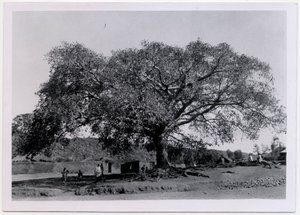 Træ med bred baldakin foran landsbymur, Axum, Etiopien, foto af Ugo Monneret de Villard