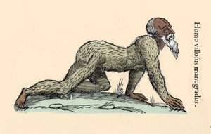 Monster Creature: en behåret mand, der går på alle fire. Tavle efter Ulisse Aldrovandi (1522-1605), "" Monstrorum Historiae"", Bologna 1642 Milanese .