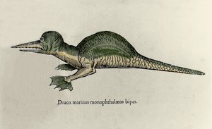 Repræsentation af en marine drage. Plade med et naturhistorisk manuskript af Ulisse Aldrovandi (1522-1605) om monstre