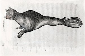 Repræsentation af en sælplade illustreret fra et naturhistorisk manuskript af Ulisse Aldrovandi (1522-1605), Ulisse Aldrovandi fonds, Bolognas Universitetsbibliotek, red. 1603.