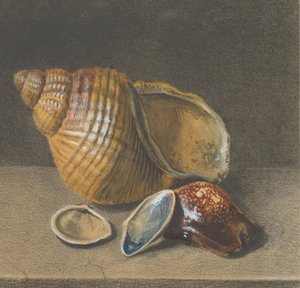 En Cowrie, og en større og to mindre skaller, slutningen af det 17.-midten af det 18. århundrede. af Unbekannt