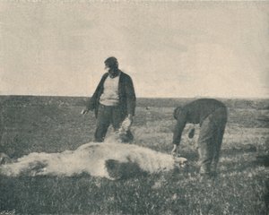 En død bjørn på rensdyrøen 21. august 1893, 1893 1897 af Unbekannt