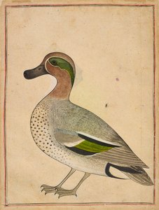 En grønvinget krikand, ca. 1730. af Unbekannt