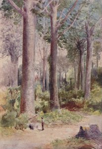 A Kauri Forest, 1923. af Unbekannt