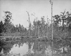 En Louisiana-sump, c1897. af Unbekannt