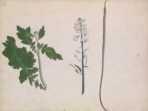 En radiseplante, frø og blomst, slutningen af det 18. århundrede. af Unbekannt