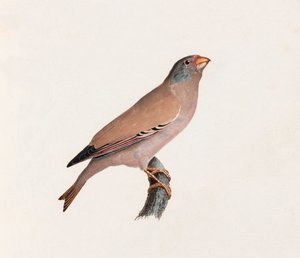 En farveillustration af en fugl af Unbekannt