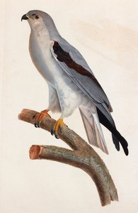 En farveillustration af en grå fugl af Unbekannt