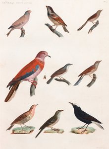 En helsides serie af farveillustrationer af fugle af Unbekannt