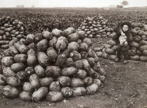En lille pige med bunker af høstede majroer, nær Landskrona, Sverige, 1910 af Unbekannt