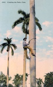 En mand, der klatrer i et palmetræ, Cuba, 1911 af Unbekannt