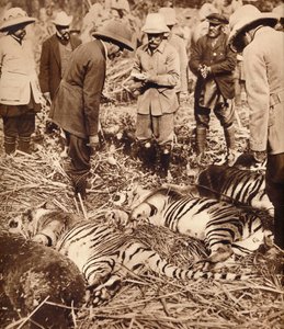 En kongelig pose tigre, 1911 1935. af Unbekannt