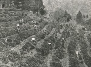 En teplantage uden for byen, Kobe, Japan, 1895. af Unbekannt