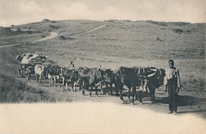 En typisk oksevogn - Sydafrika, begyndelsen af det 20. århundrede. af Unbekannt