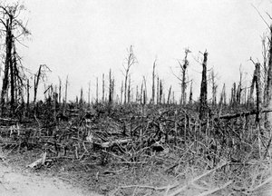 En skov i Somme-området, Frankrig, 1916, c1920 af Unbekannt