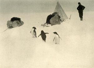 Adelie Penguins besøger en lejr c1908, 1909. af Unbekannt