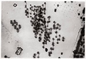 Luftfoto af palmeskygger i den arabiske ørken, fra en zeppelin, 1931 1933 af Unbekannt