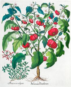 Afrikanske tomat- og merianplanter, 1613 af Unbekannt