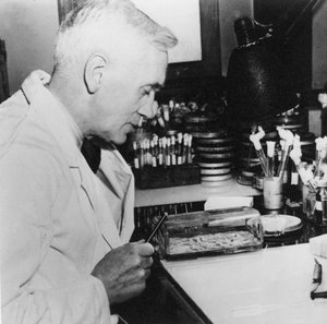 Alexander Fleming, skotsk bakteriolog i sit laboratorium, 1930