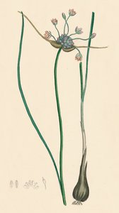 Allium oleraceum var. ægte. Mark hvidløg, var. a, 1800-tallet af Unbekannt