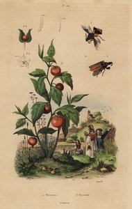 Ambush bug, Macrocephalus cimicoides 1,2 og blærekirsebær eller kinesisk lanterneplante, Physalis alkekengi 3 af Unbekannt