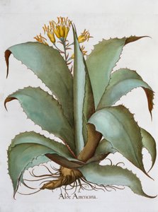 Amerikansk Aloe Aloe Americana, 1613 af Unbekannt