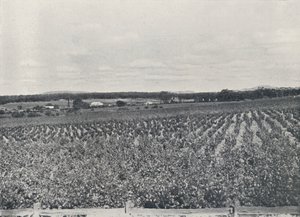 En australsk vingård, 1923. af Unbekannt