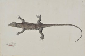 En indisk Bish-Copra Lizard, Ca. 1790. af Unbekannt