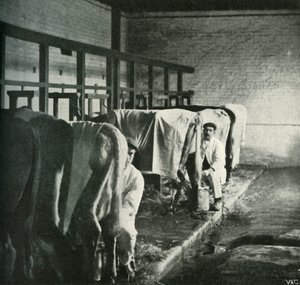 Et tidssvarende malkeskur på Walker-Gordon Farm, 1902. af Unbekannt