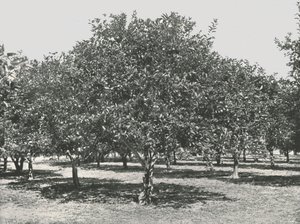 En appelsinlund nær byen, St. Augustine, USA, 1895. af Unbekannt