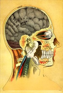 Anatomisk kort, hovedet 1905 af Unbekannt