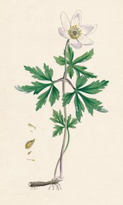 Anemone træagtig. Skovanemone, 1800-tallet af Unbekannt