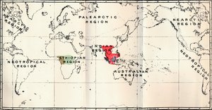 Anthropoidea - Hylobates Red, Simia Blue, Gorilla Brown, Anthropopithecus Green, 1897 af Unbekannt