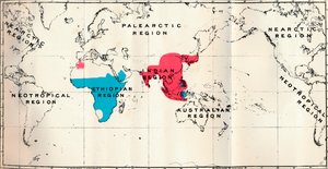Anthropoidea - VI. Kortfordeling af forskellige arter Blå og Macacus Rød, 1897 af Unbekannt