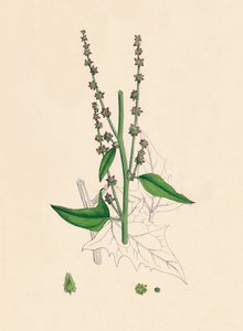 Atriplex Smithii. Smiths Orache, 1800-tallet af Unbekannt