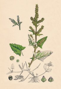 Atriplex deltoidea. Trekantet bladet Orache, 1800-tallet af Unbekannt