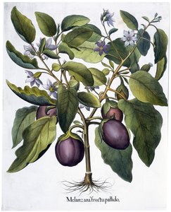 Aubergine, 1613 af Unbekannt