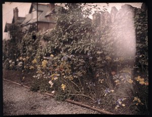 Autokrom af blomster, c 1908 af Unbekannt