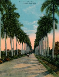 Avenue of Royal Palms, Cuba, c1920 af Unbekannt