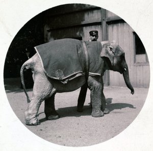 "Elefantunge i zoologisk have", vers 1890 af Unbekannt