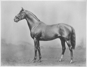 Bachelor knap. Winkfield - Milady, 1911 af Unbekannt