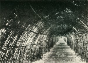 Bamboo Avenue ved Barrackpore, 1904, 1925. af Unbekannt