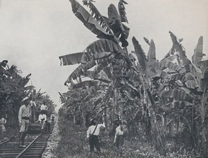 Bananplantage, 1924 af Unbekannt